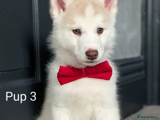 Siberian Husky dogs 6 beautiful Siberian Huskies 1 available - Advert 7