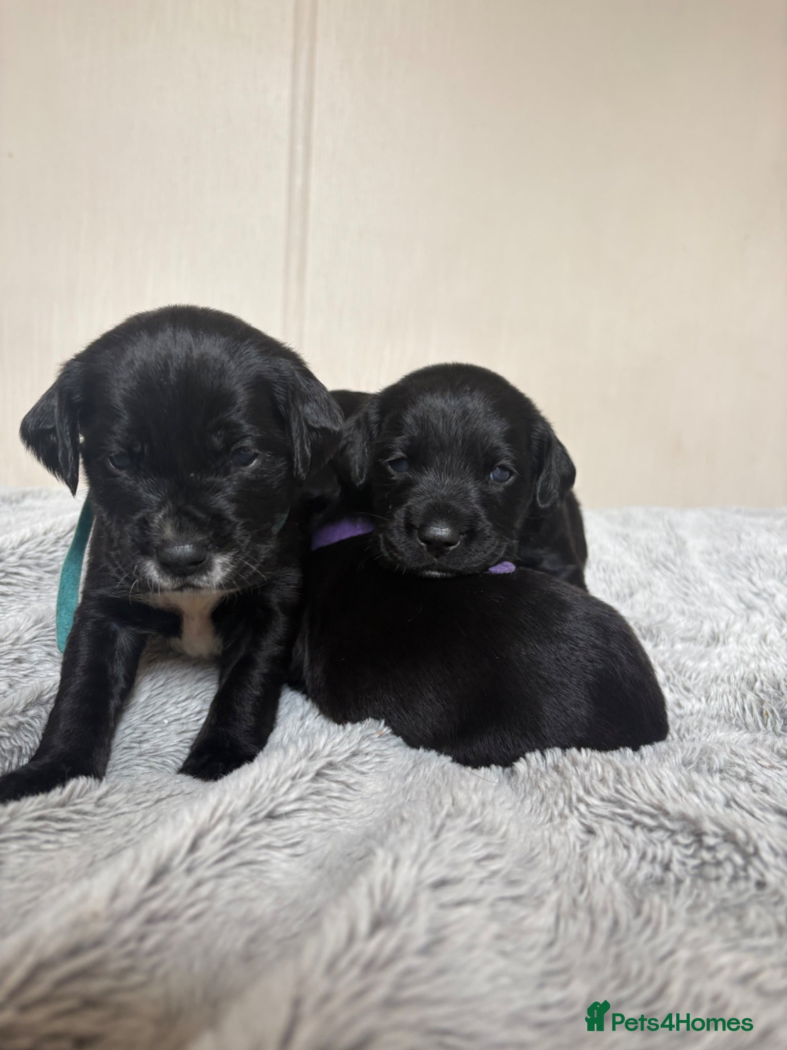 Cockerdor dogs Beautiful Cockerdor Puppies - Ready Soon - Advert 1