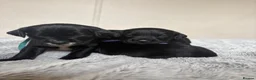 Cockerdor dogs for sale: Beautiful Cockerdor Puppies - Ready Soon in Blackburn - Advert 1
