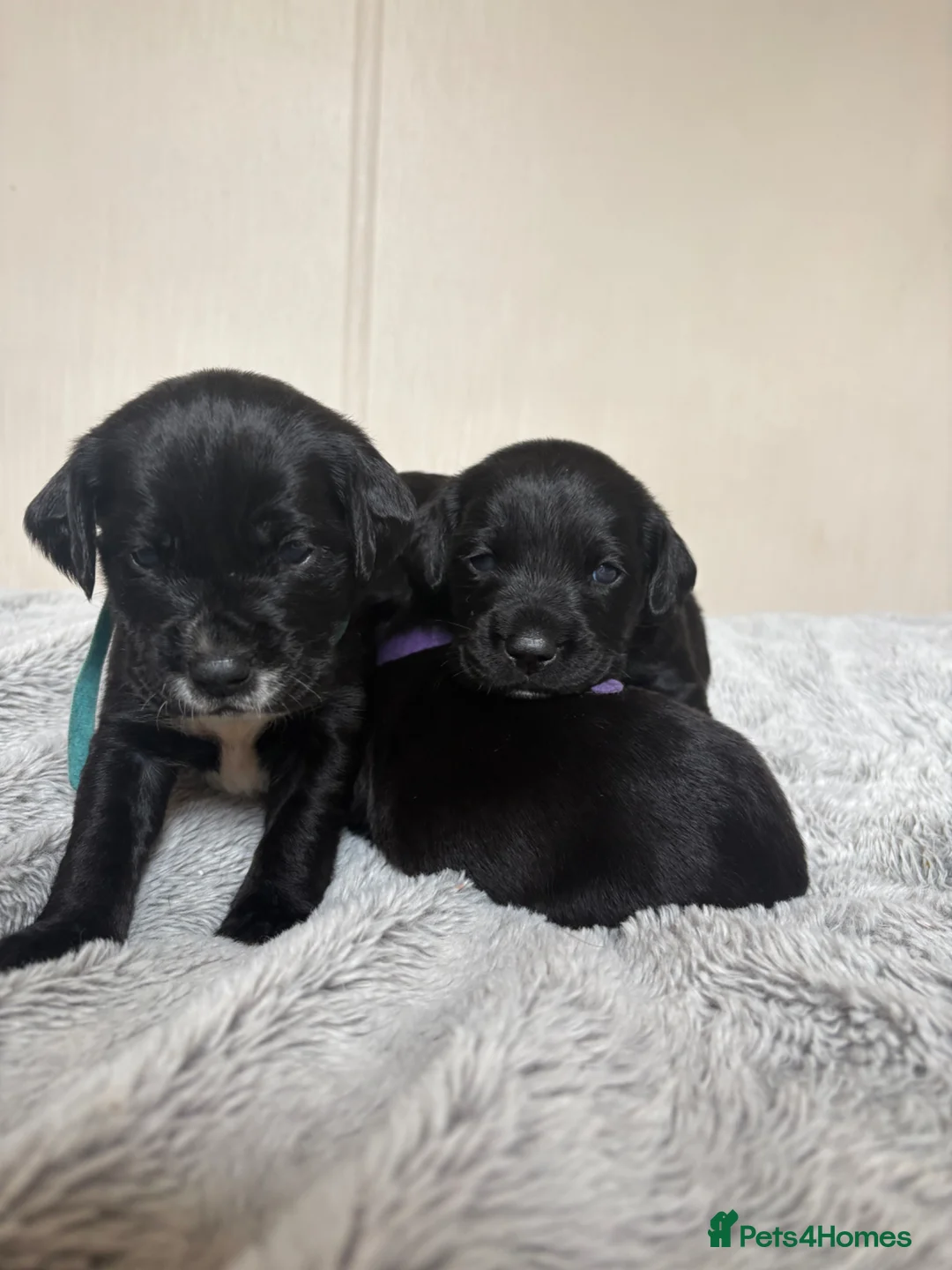 Cockerdor dogs for sale: Beautiful Cockerdor Puppies - Ready Soon in Blackburn - Advert 1