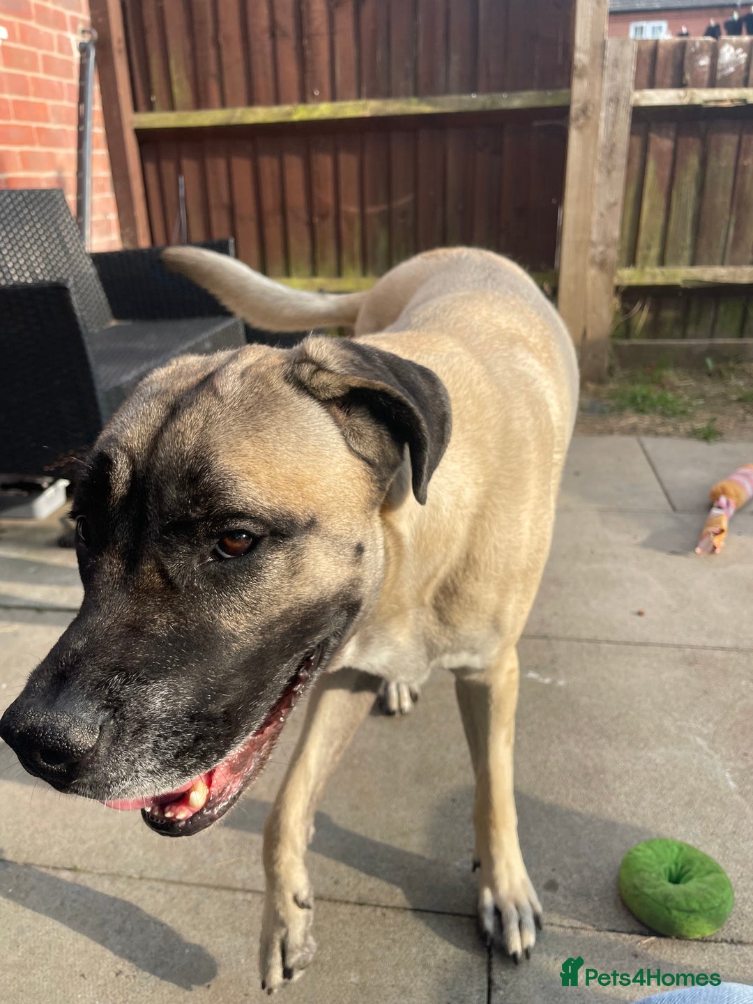 Mixed Breed dogs for sale: Mastiff cross. 2 year old. Family dog.  in Nuneaton - Image 10