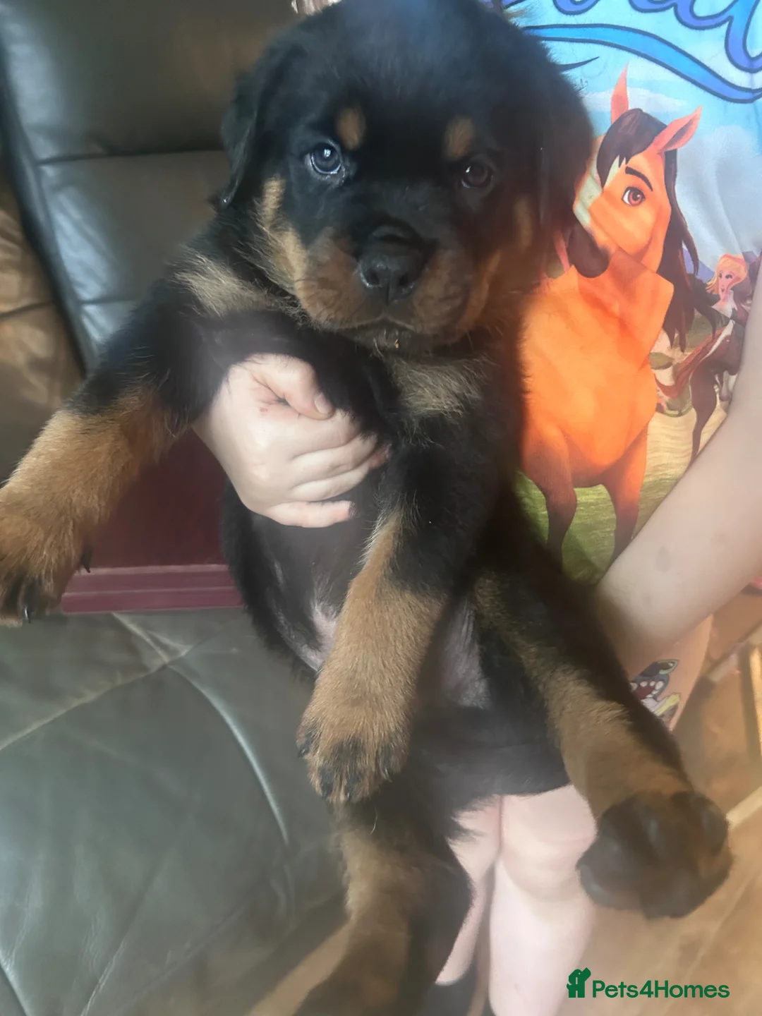 Rottweiler dogs for sale: Beautiful Rottweiler Puppies - Advert 11