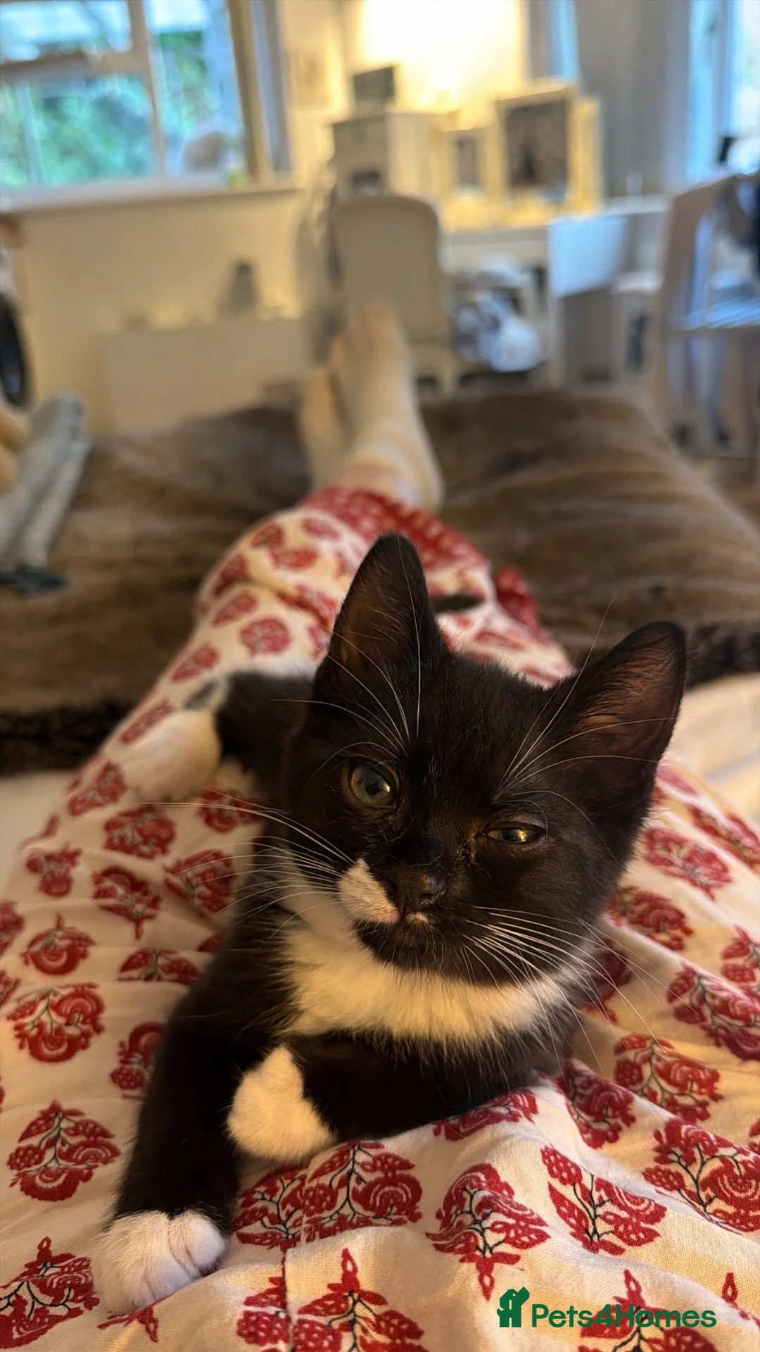 Mixed Breed cats for sale: Adorable Rescue Kittens Looking for Loving Homes  - Advert 2