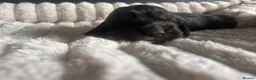 Cocker Spaniel dogs for sale: Beautiful cocker spaniel puppies - Advert 4