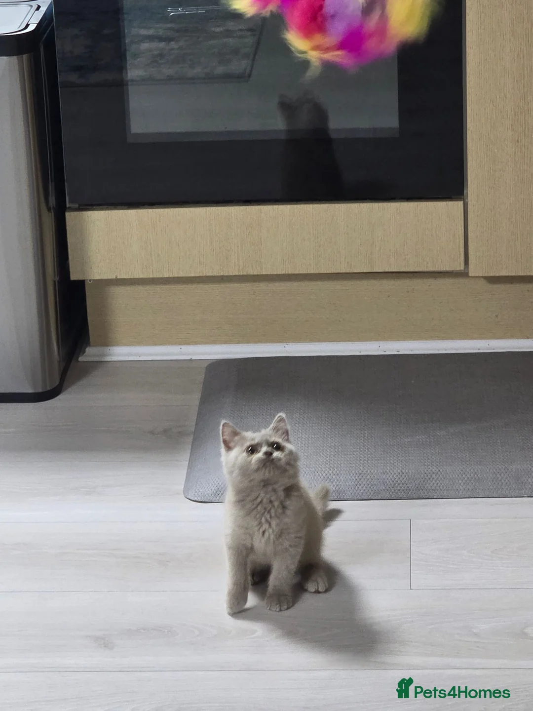 British Shorthair cats for sale: Beautiful chunky bsh lilac kitten NEED REHOMING in Birmingham - Advert 2