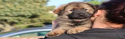 German Shepherd dogs for sale: German shepherd puppies working line - Advert 3