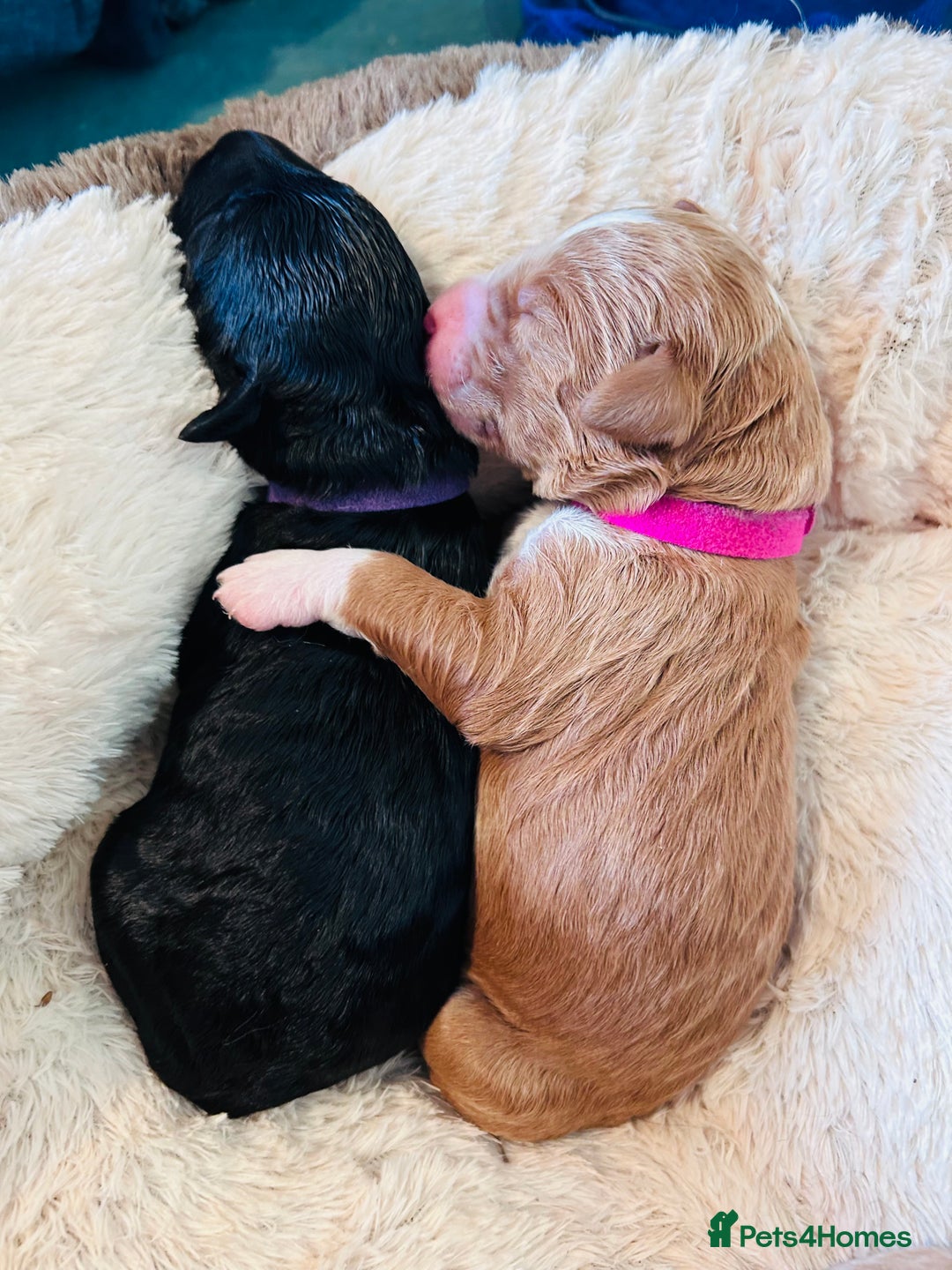 Mixed Breed dogs for sale: Labradoodle Puppies – Fox Red Parti & Black Tuxedo - Advert 5