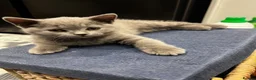 British Shorthair cats for sale: British Shorthair Kittens – Grey Girl & Brown Boy - Advert 4