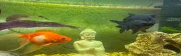 Goldfish fish for sale: Whole Fish Tank with 5 Fish in Fleet - Advert 3