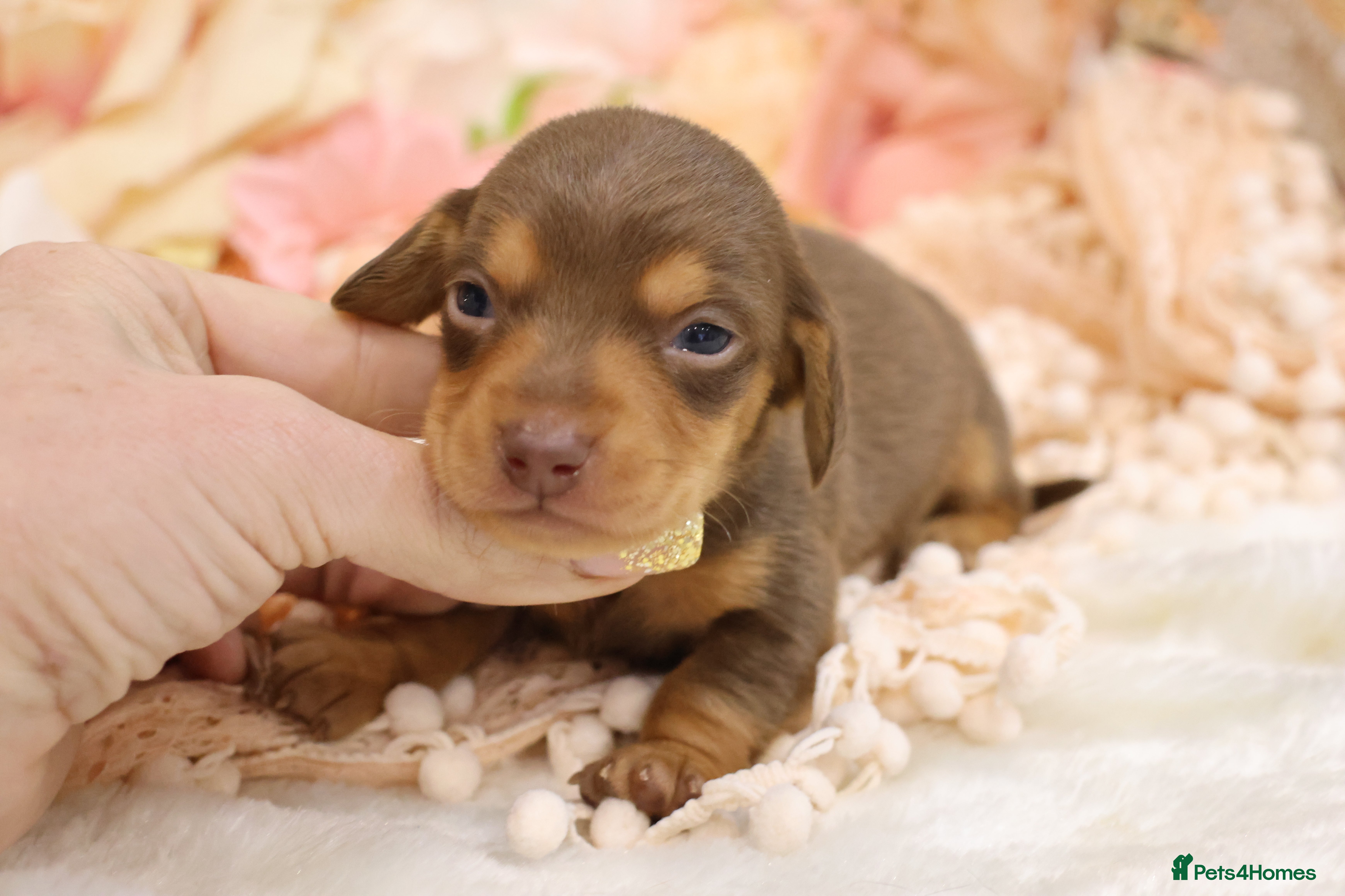 Miniature Dachshund dogs KC Miniature Dachshund Puppies - Advert 1