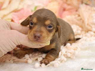 Miniature Dachshund dogs KC Miniature Dachshund Puppies - Advert 1