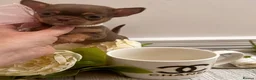 Chihuahua dogs for sale:  Very small chihuahua puppies - Advert 8