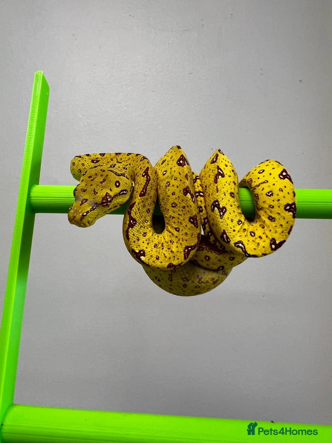 Python Snake reptiles for sale: Yellow Biak Green Tree Python For Sale - Advert 2