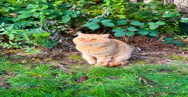 British Shorthair cats TICA REG CINNAMON UNDER RED STUD  - Advert 2