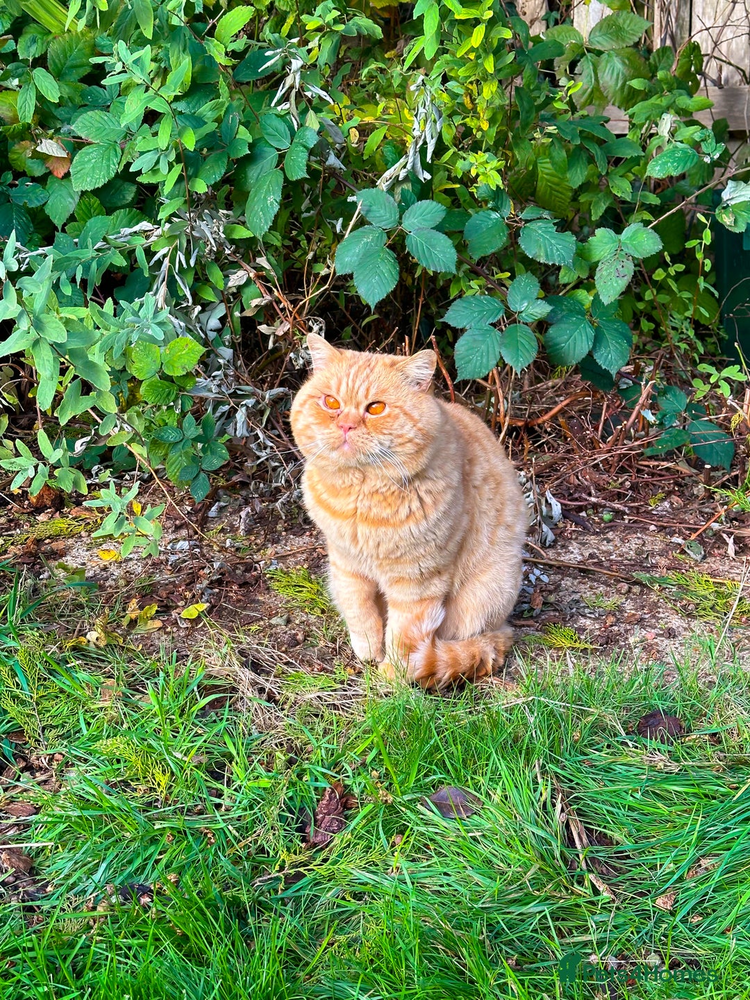 British Shorthair cats for stud: TICA REG CINNAMON UNDER RED STUD  - Advert 3