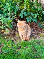 British Shorthair cats TICA REG CINNAMON UNDER RED STUD - Advert 10