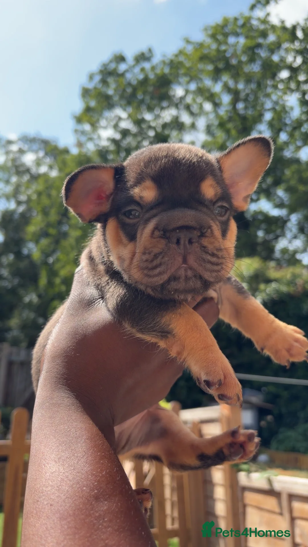 French Bulldog dogs for sale: French bulldog  - Advert 1
