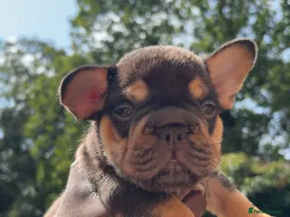 French Bulldog dogs French bulldog - Advert 1