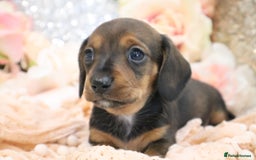Miniature Dachshund dogs for sale: KC Registered Miniature Dachshund Puppies - Image 16