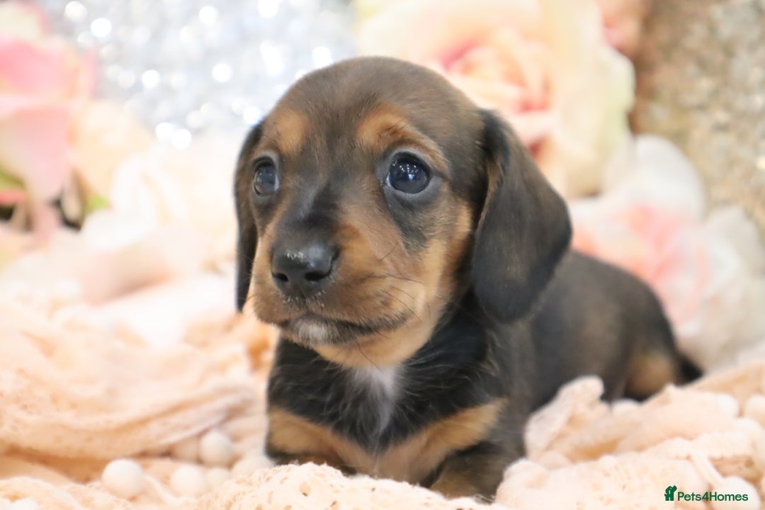 Miniature Dachshund dogs for sale: KC Registered Miniature Dachshund Puppies - Image 16