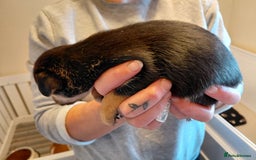 Jack Russell dogs for sale: Jack Russell Puppies - Image 7