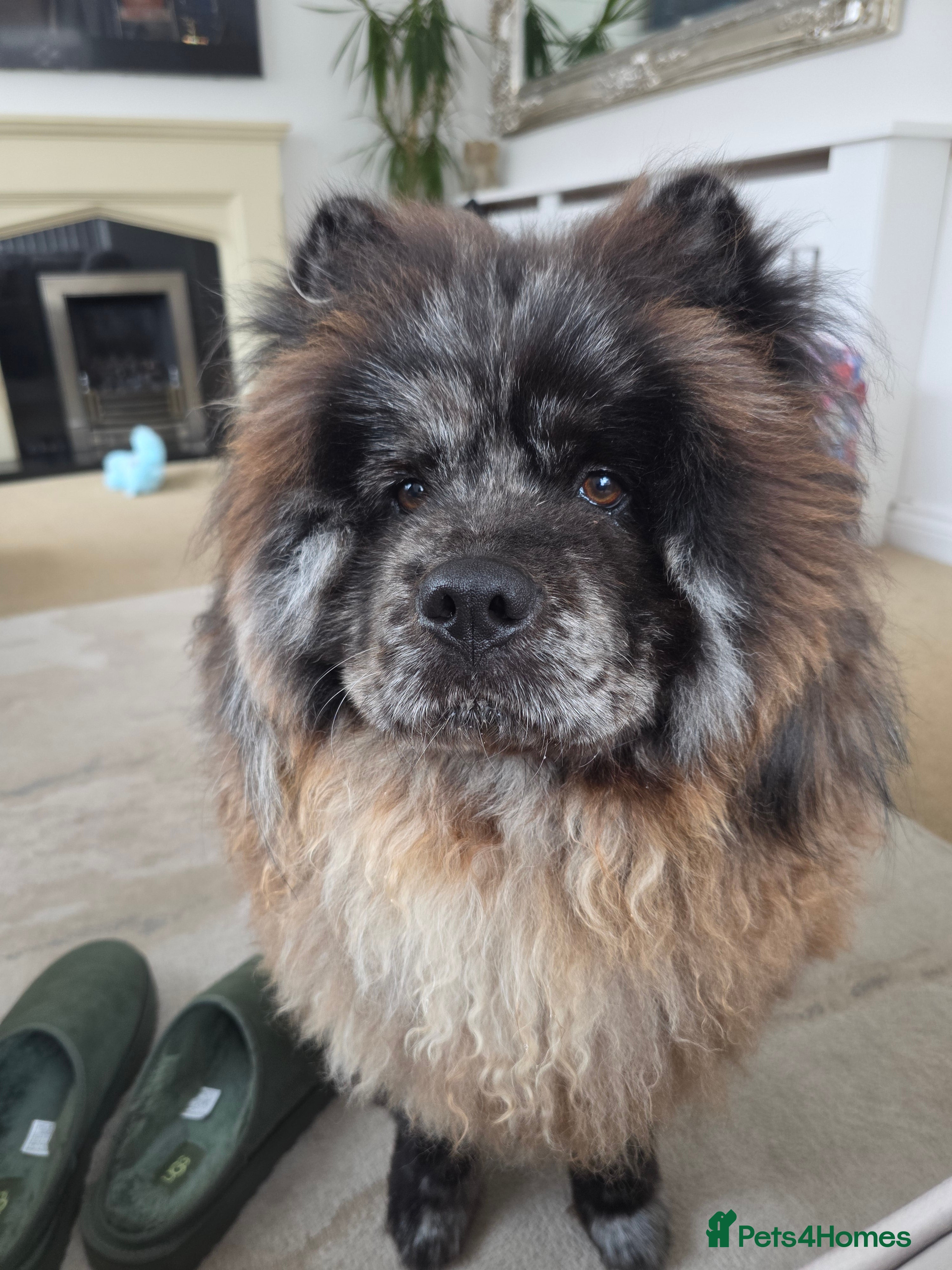 Chow Chow dogs Merle chow chow for Stud  - Advert 4