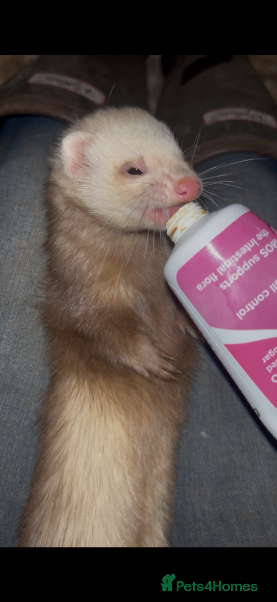 Ferret rodents Very friendly micro cross ferrets  - Advert 1