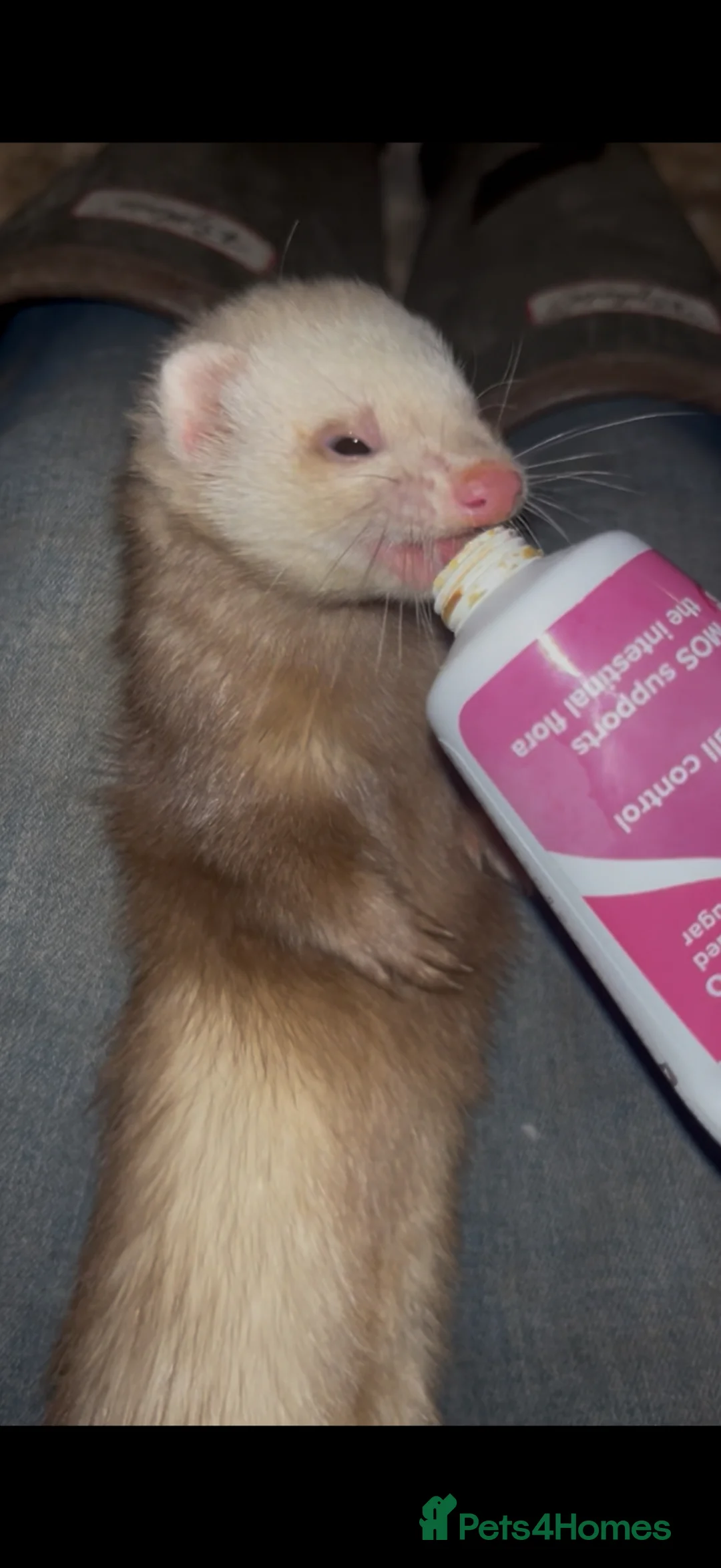 Ferret rodents for sale: Very friendly micro cross ferrets  - Advert 1