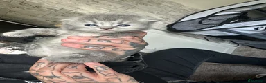 Perdoll Kitten 2