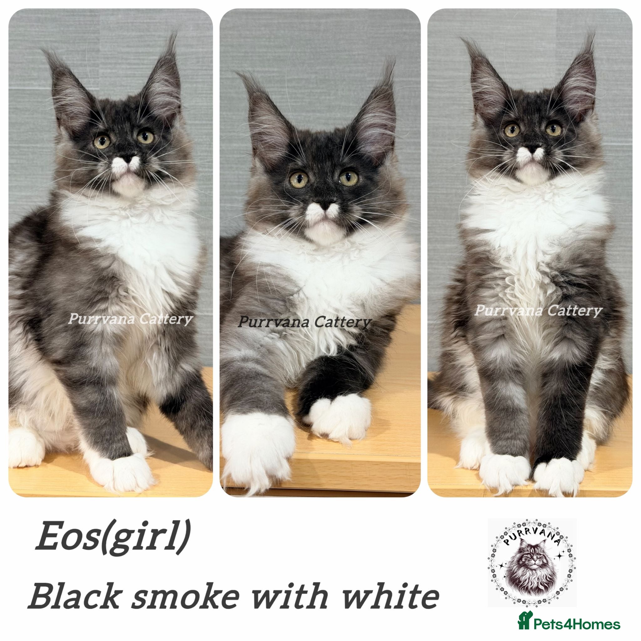 Maine Coon cats TICA registered Maine coon kittens READY NOW - Advert 2