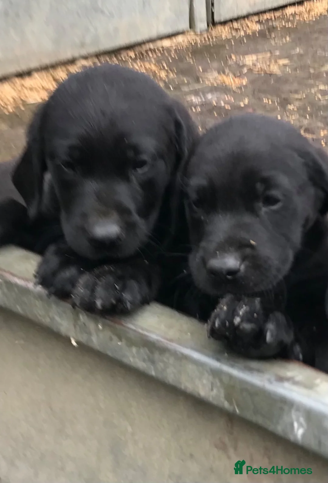 Labrador Retriever dogs for sale: Gorgeous black Labrador puppies - Advert 6