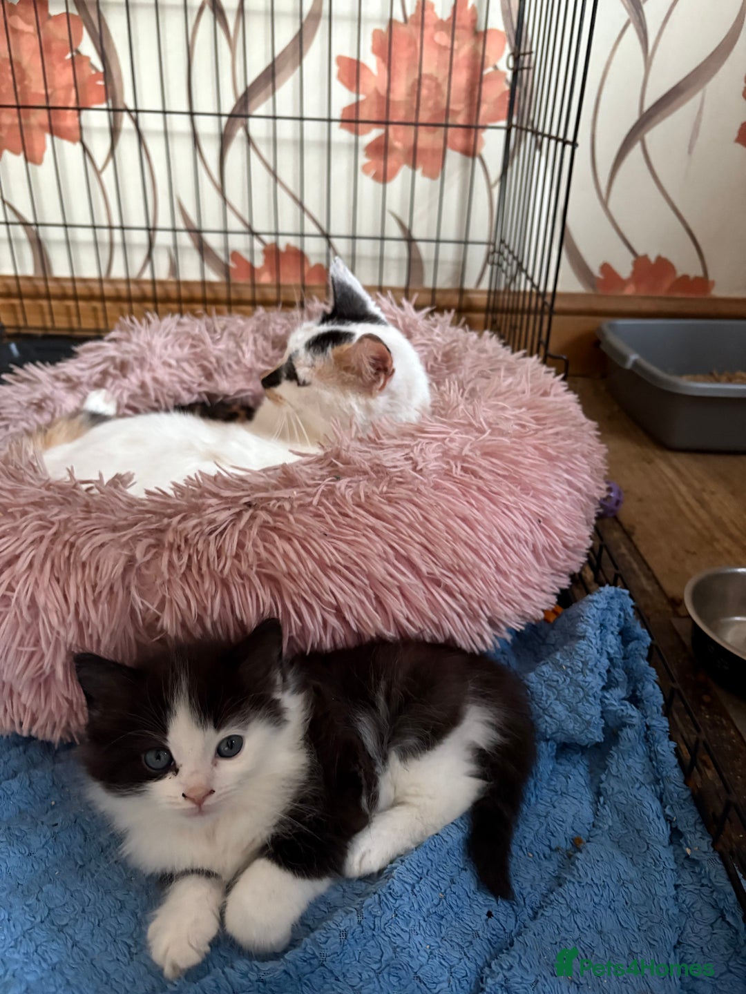 Mixed Breed cats for sale: 5 mixed breed cute kittens  - Image 5