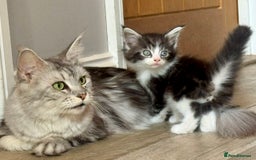 Maine Coon cats for sale: Stunning Maine Coon kittens ready now - Image 2