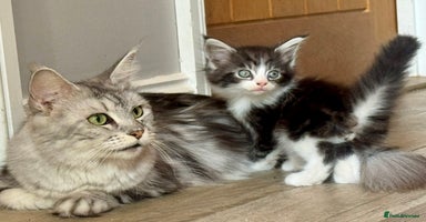 Maine Coon cats - Advert 9