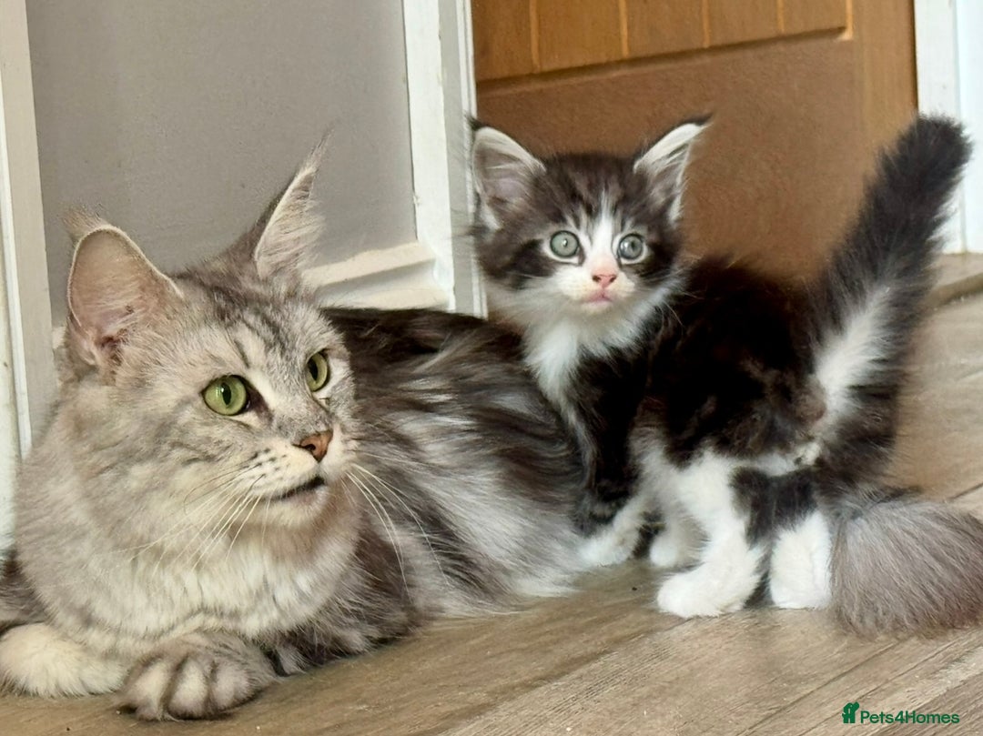 Maine Coon cats for sale: Stunning Maine Coon kittens ready now - Image 2