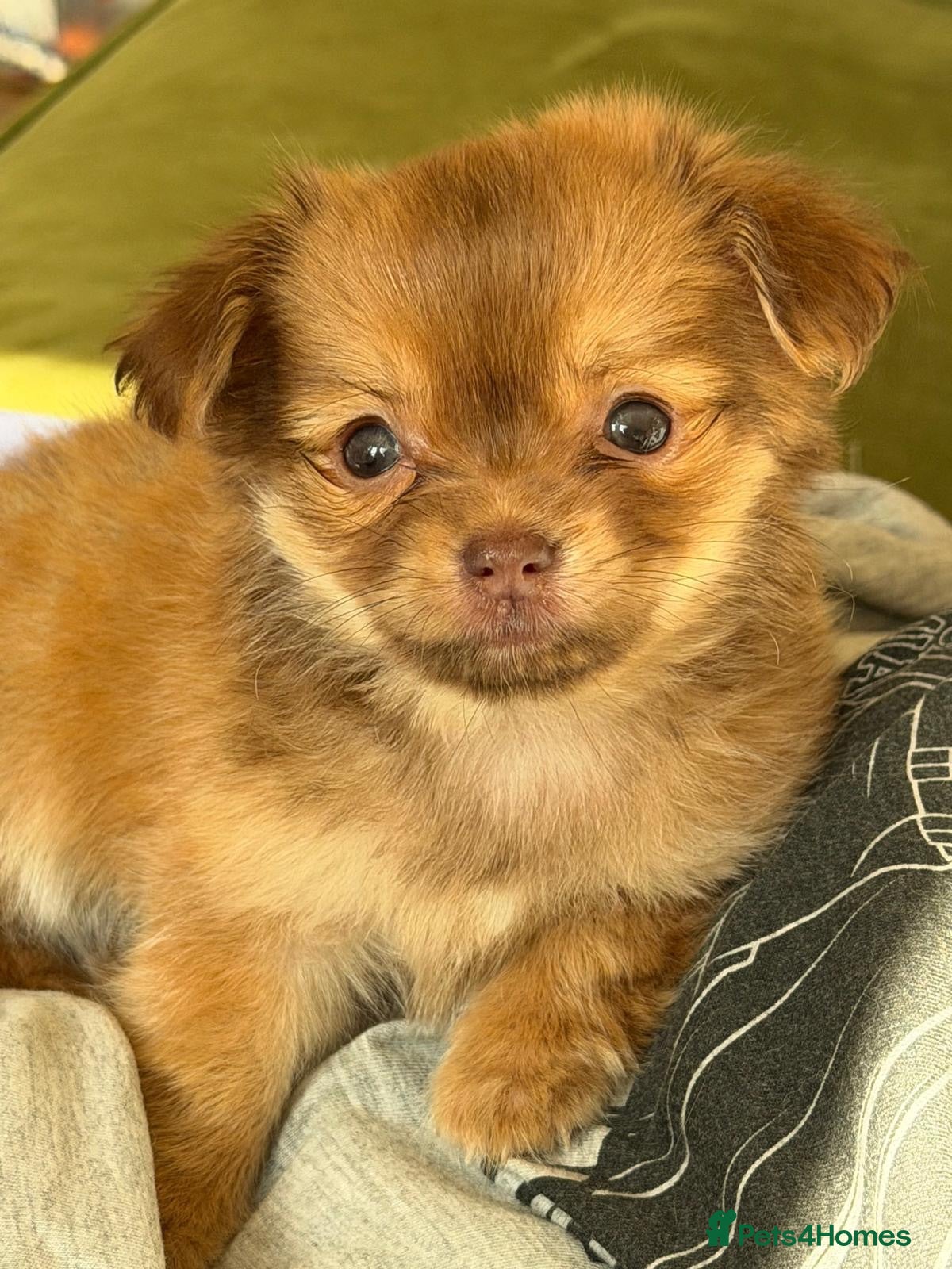 Chihuahua dogs Beautiful Female Chihuahua Puppy – “Squeak” - Advert 2