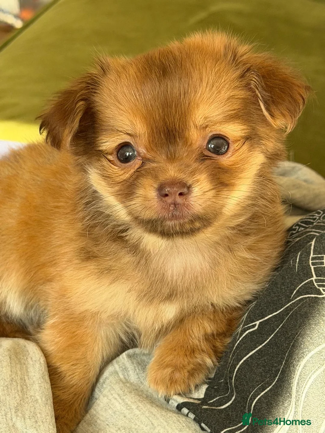 Chihuahua dogs for sale: Beautiful Female Chihuahua Puppy – “Squeak” - Advert 1