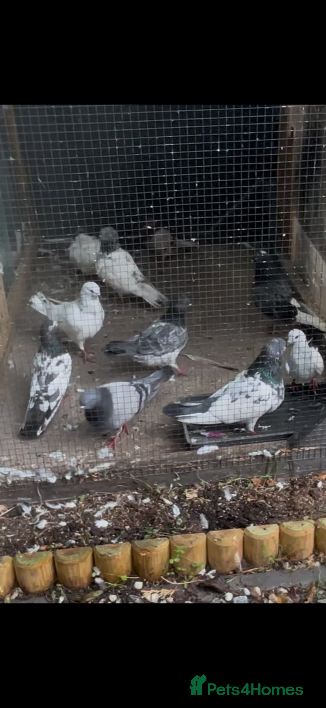 Pigeons birds for sale:  Pakistani and Iranian pigeon for sale  - Image 1