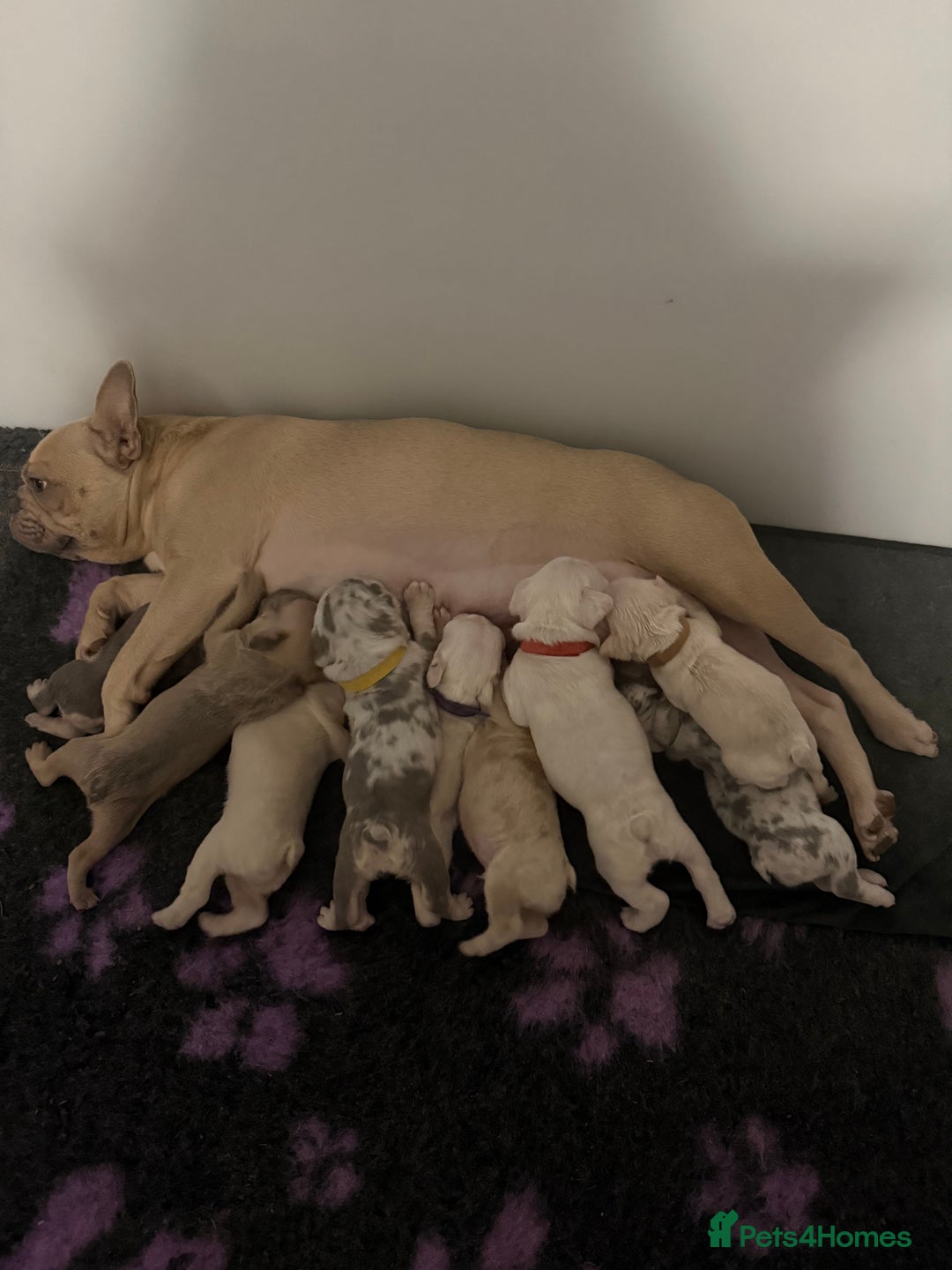 French Bulldog dogs for sale: French Bulldog Puppies–Looking for Forever Homes - Advert 12