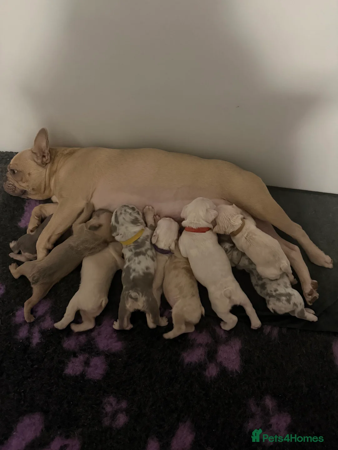 French Bulldog dogs for sale: Vaccine and Micro Chipped French Bulldog Puppies - Advert 13
