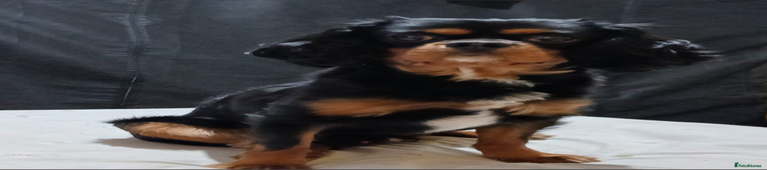 Cavalier King Charles Spaniel (Loki)