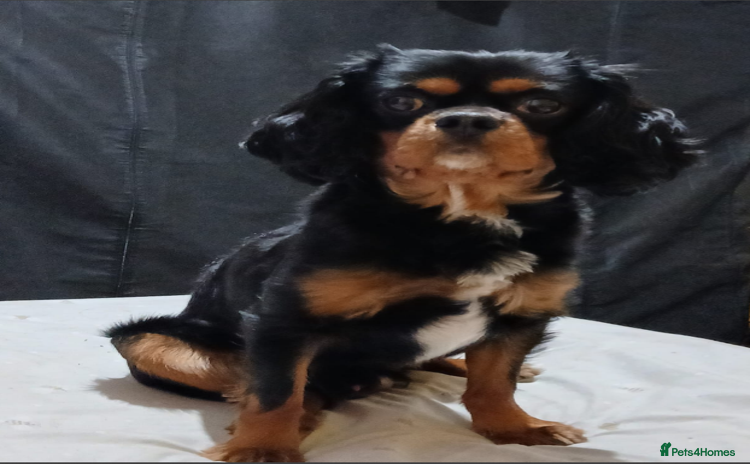 Cavalier King Charles Spaniel dogs - Advert 5