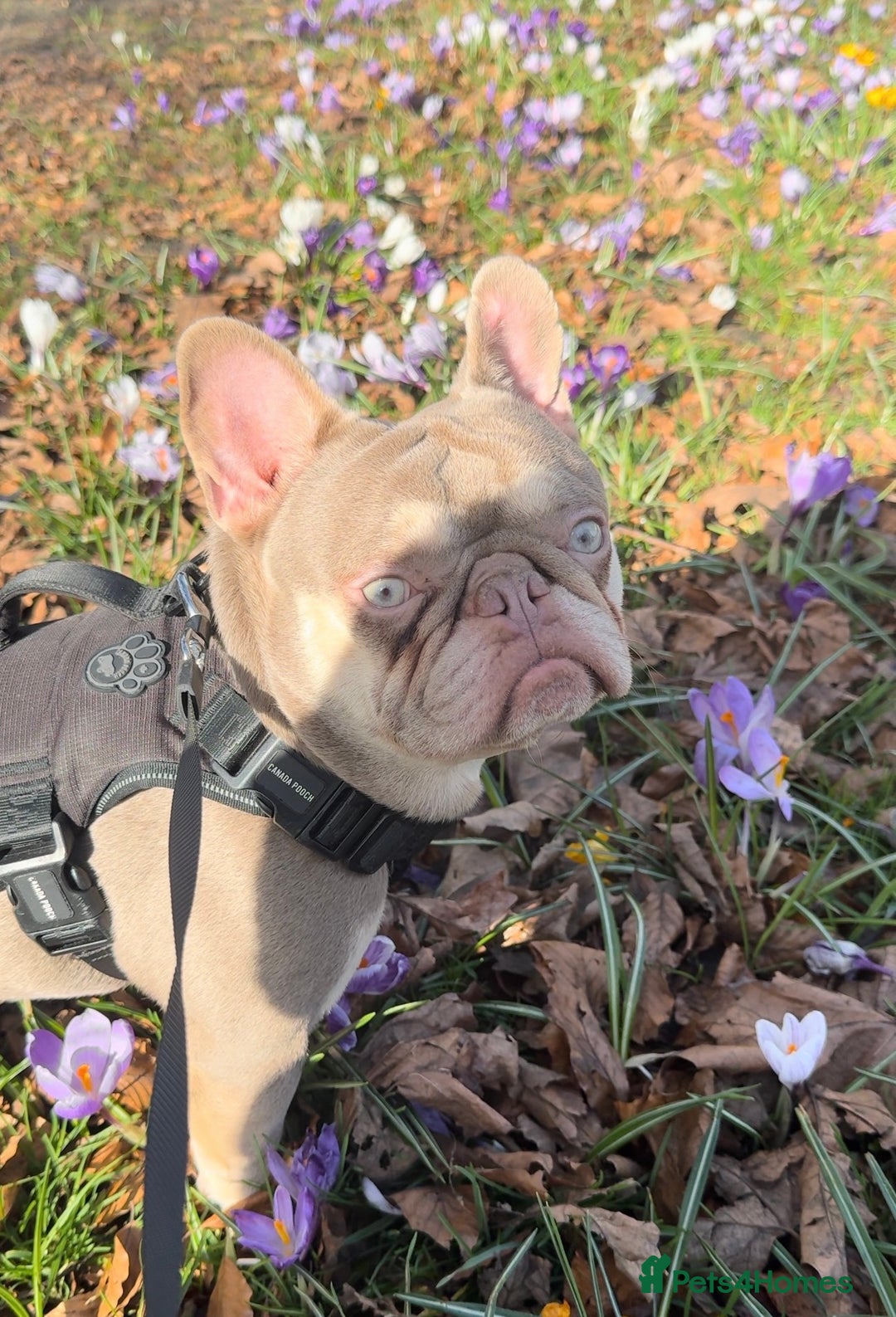 French Bulldog dogs for stud: Lilac & Fawn French Bulldog Available for Stud  - Image 4