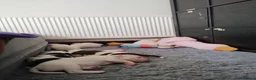 American Bulldog dogs for sale: American bulldog puppies - Advert 8
