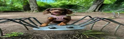 Cocker Spaniel dogs for sale: Cocker Spaniel - Advert 5