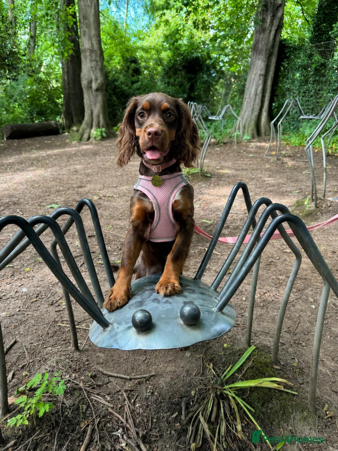 Cocker Spaniel dogs for sale: Cocker Spaniel - Advert 5