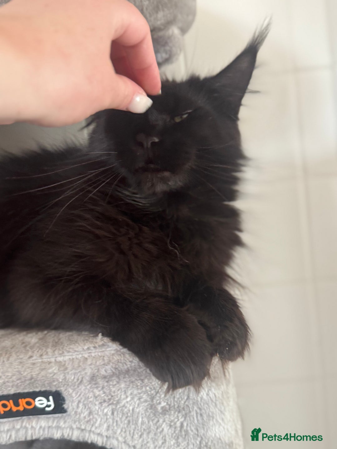 Maine Coon cats for sale: Female Pure mainecoon - Image 7