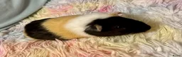 Guinea Pig rodents for sale: Guinea Pig - Young Male - Advert 3
