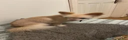 Chihuahua dogs for sale: Henry - Advert 1