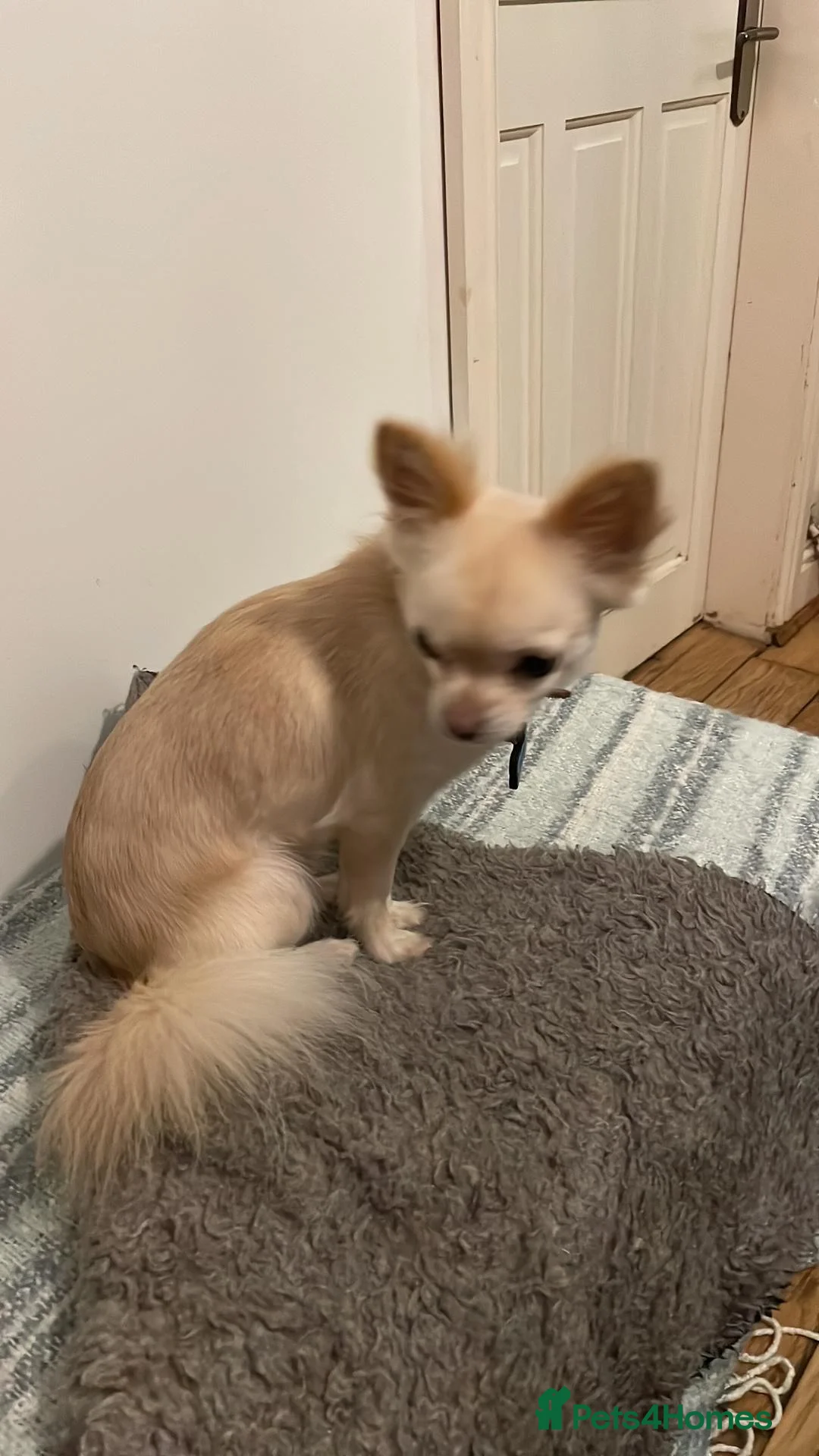 Chihuahua dogs for sale: Henry - Advert 1